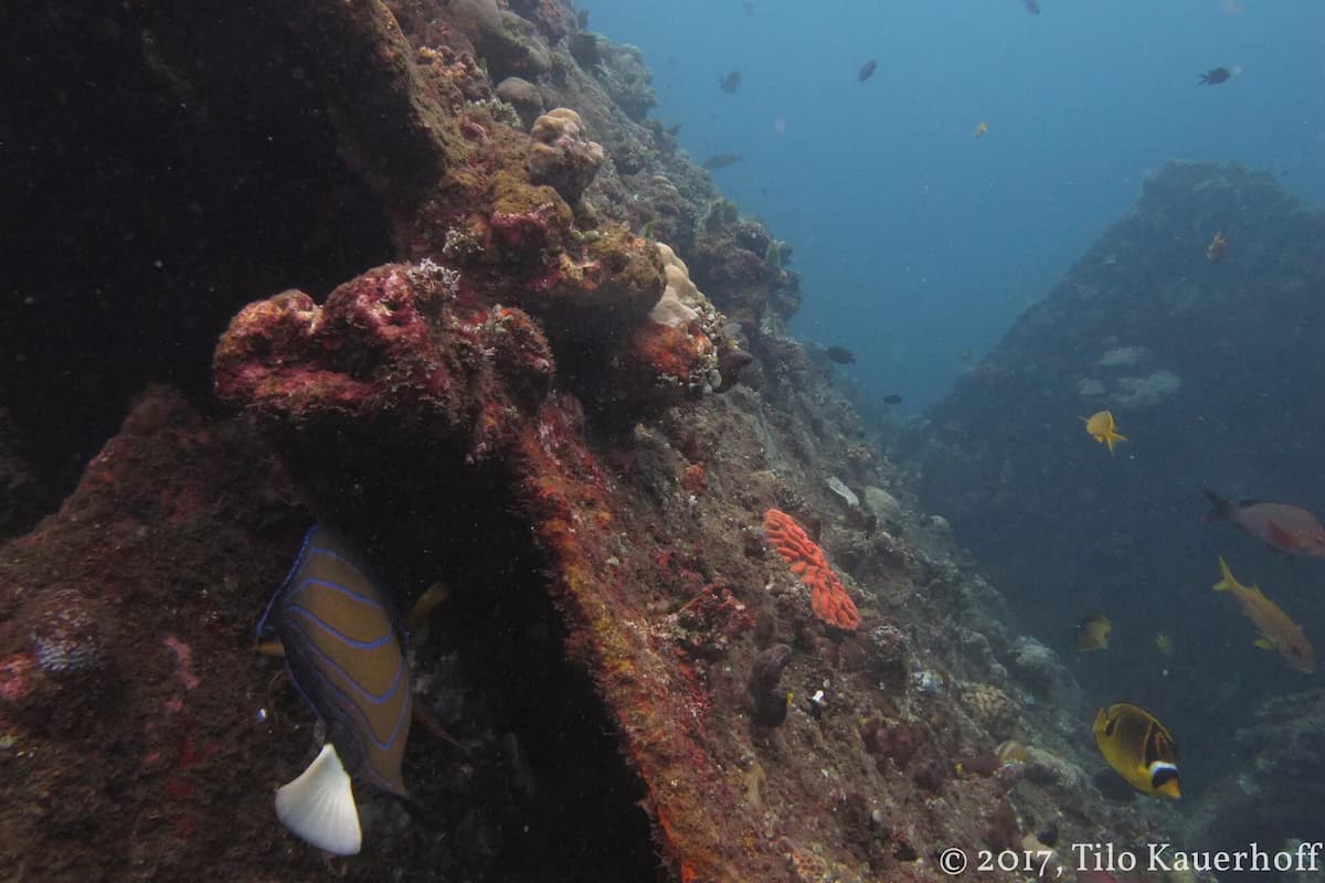 Diving Bangkai Kapal: Panduan Wreck Diving di Indonesia
