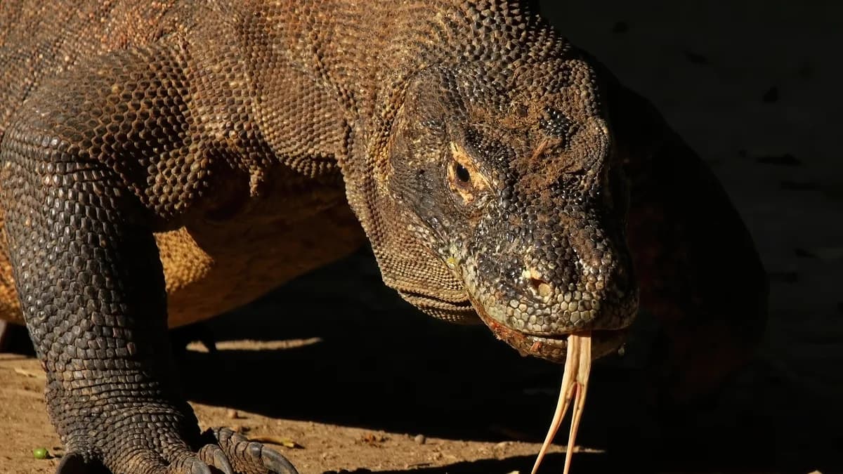 Komodo dewasa menjulurkan lidah bercabang di Taman Nasional Komodo
