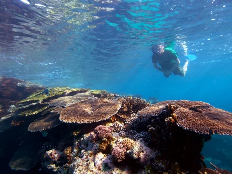 Panduan Snorkeling untuk Pemula: Alat, Teknik, dan Tips Aman