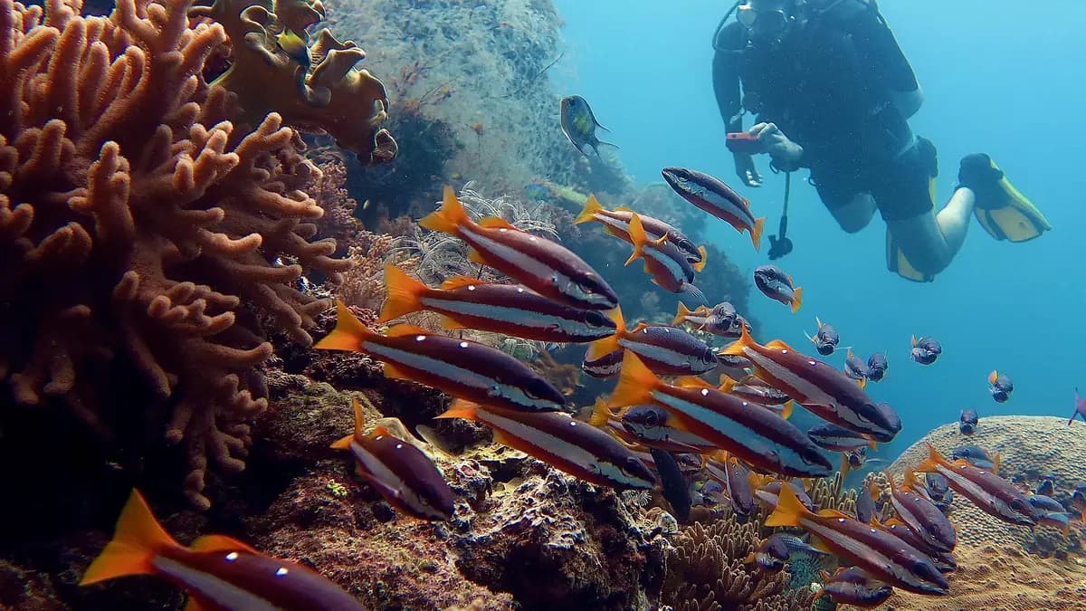 Penyelam di antara gerombolan ikan dan terumbu karang di perairan Raja Ampat