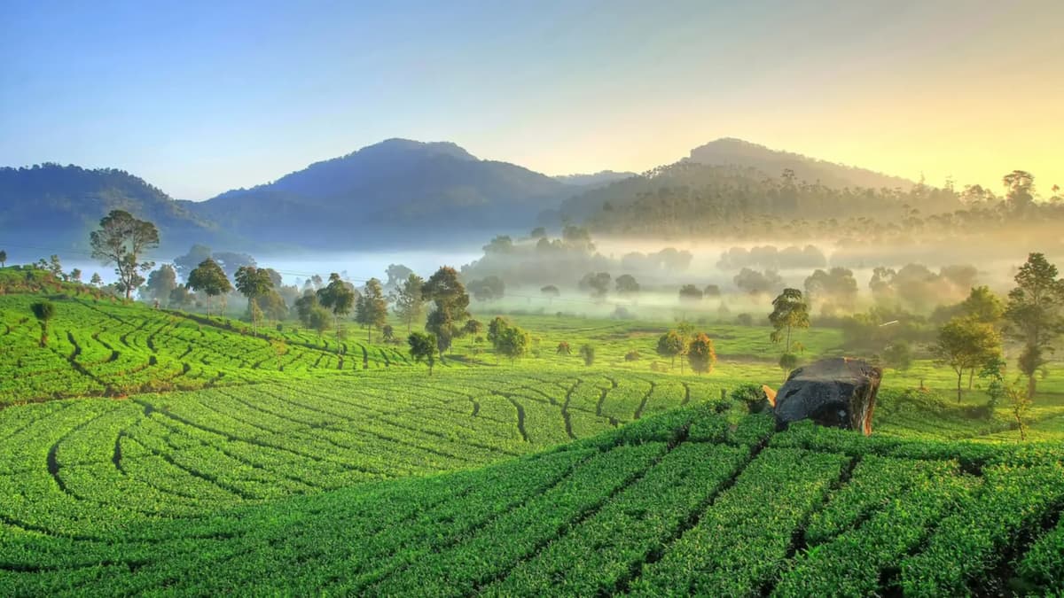 Perkebunan Teh Rancabali: Panduan Wisata Terlengkap 2026