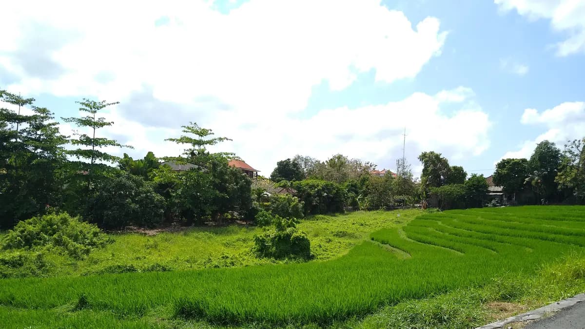 Petak sawah hijau di Canggu dengan rumah dan pohon kelapa di garis belakang