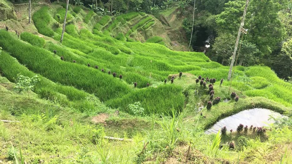 Terasering sawah hijau bertingkat di Tegallalang, Gianyar, dengan petani bekerja di petak bawah