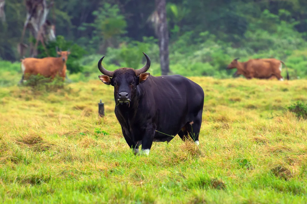 Banteng jawa jantan berdiri di padang rumput Taman Nasional Alas Purwo
