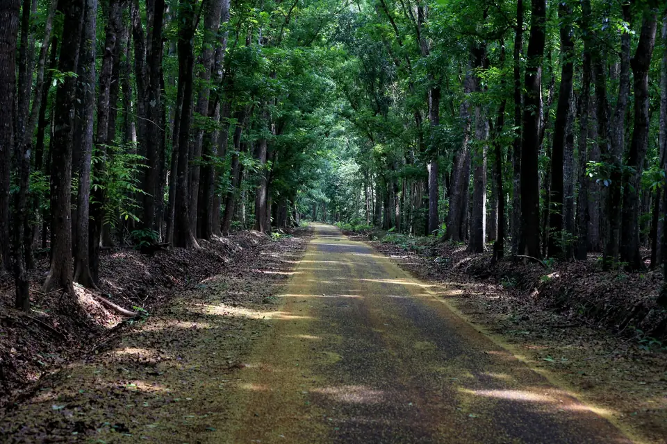 Jalan tanah menembus hutan rimbun di Taman Nasional Alas Purwo