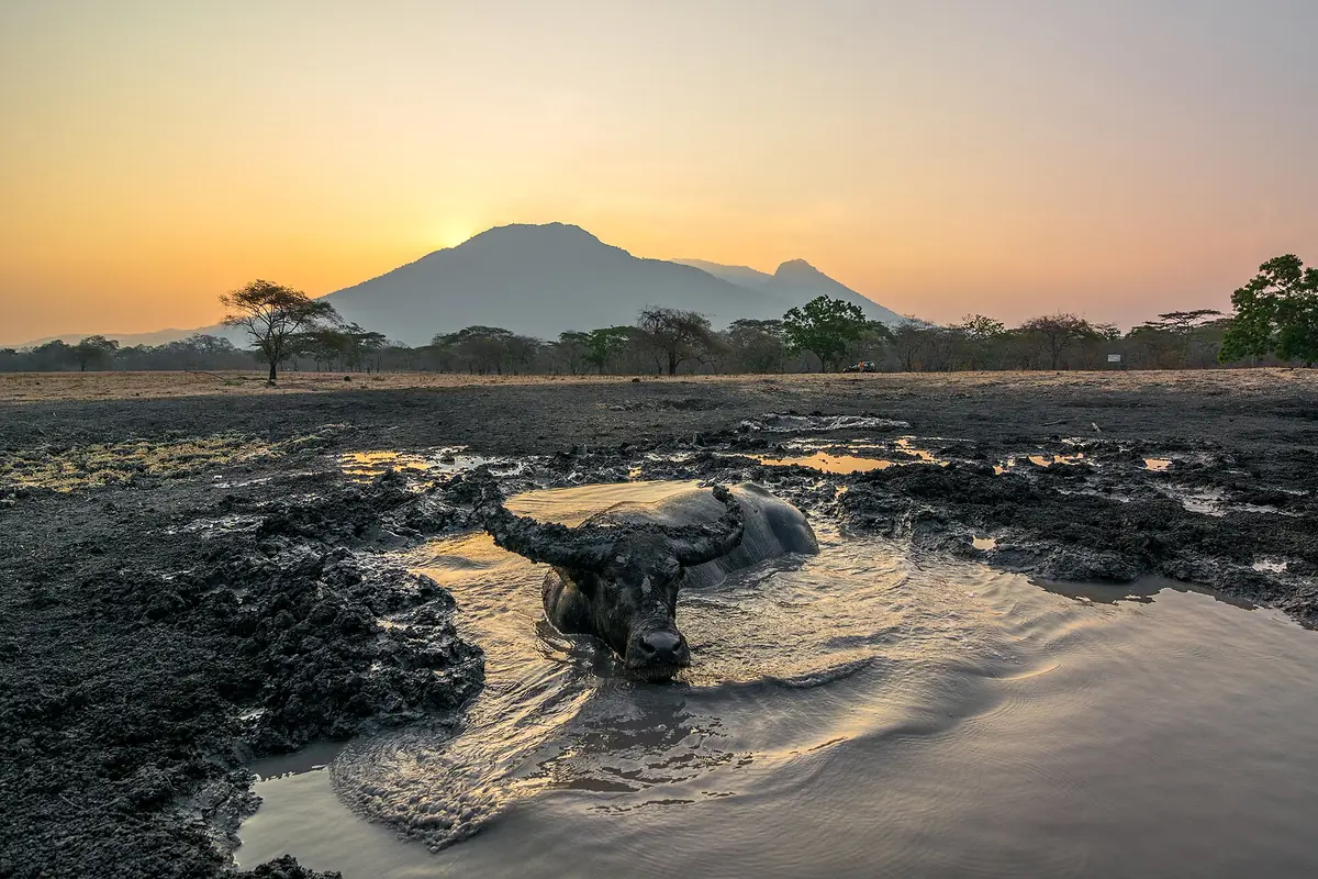 Kerbau liar berkubang di genangan lumpur Savana Bekol dengan siluet Gunung Baluran saat matahari terbit
