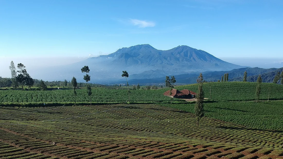 Ladang bertingkat di Brakseng, Kota Batu, dengan punggungan Gunung Arjuno dan Welirang di kejauhan