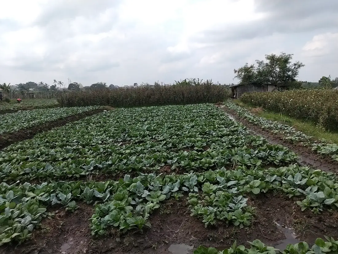 Petak kebun sayur di Kecamatan Bumiaji, Kota Batu, dengan permukiman dan pegunungan di kejauhan