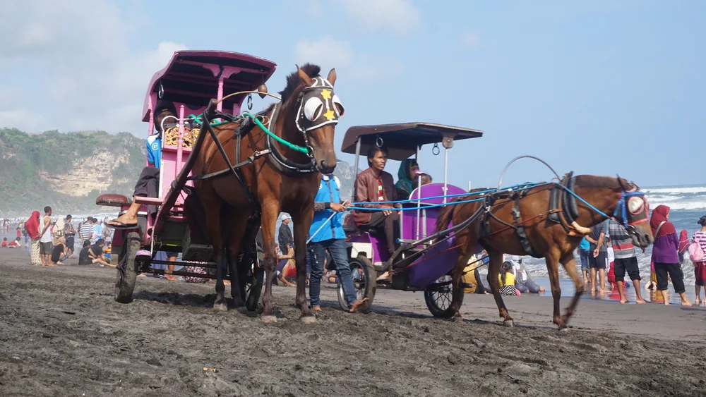 Dua delman mengangkut wisatawan di Pantai Parangtritis yang dipenuhi pengunjung pada siang hari cerah