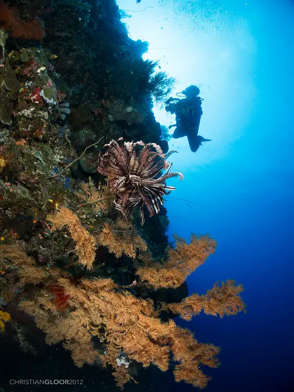 Penyelam di dinding karang Taman Nasional Bunaken