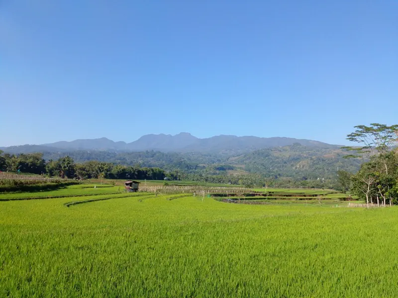 Areal persawahan di Manipi, Kabupaten Sinjai, Sulawesi Selatan