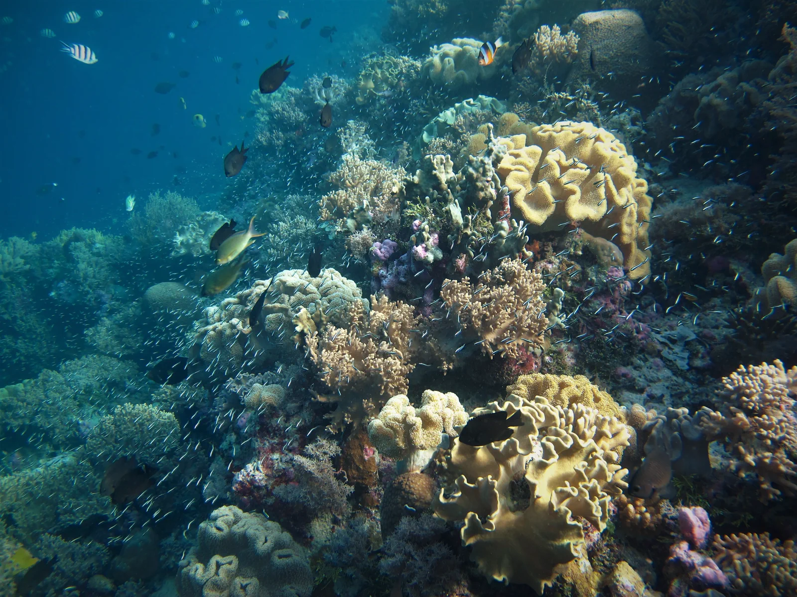 Terumbu karang lunak berwarna krem dan merah muda padat dipenuhi ikan kecil di perairan Wakatobi