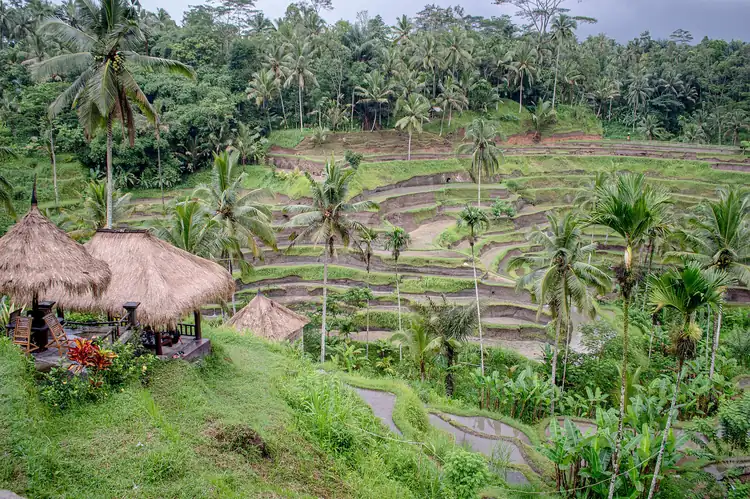 Sawah terasering Tegallalang bertingkat dengan pohon kelapa dan saung beratap alang-alang