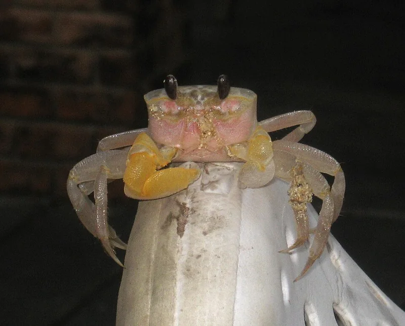 Kepiting di atas botol yang dipotret di Pantai Bandengan, Jepara