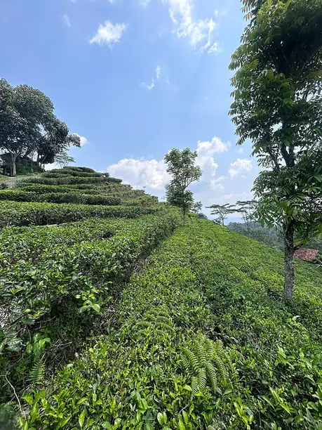 Kebun Teh Nglinggo di kawasan Perbukitan Menoreh