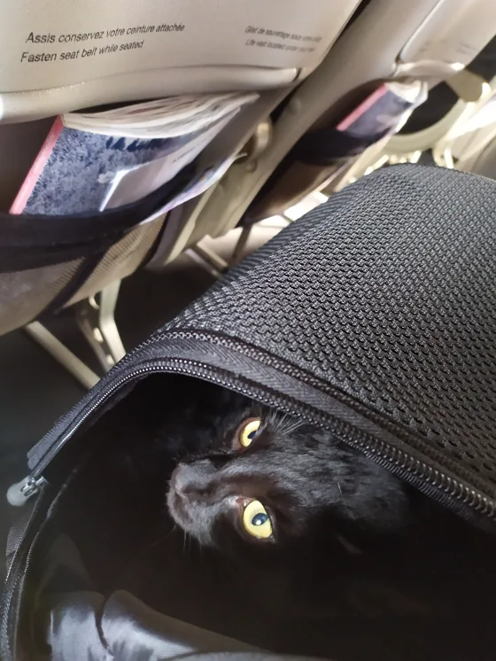 Seekor kucing hitam mengintip dari celah ritsleting tas carrier lunak di dalam kabin pesawat