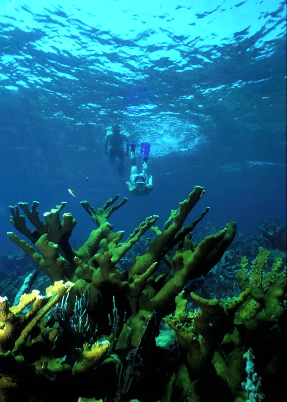 Dua orang snorkeling di permukaan air di atas koloni karang elkhorn