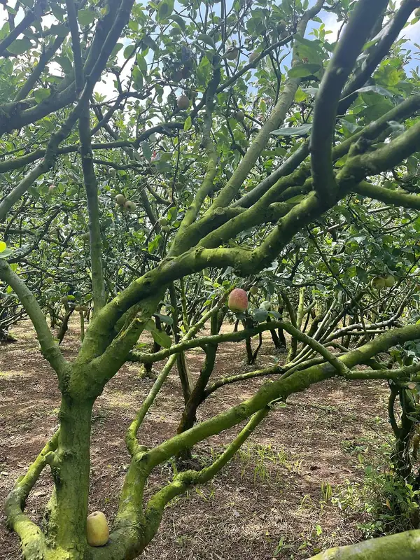 Deretan pohon apel berbatang hijau berlumut dengan buah apel menggantung di wisata petik apel Kota Batu