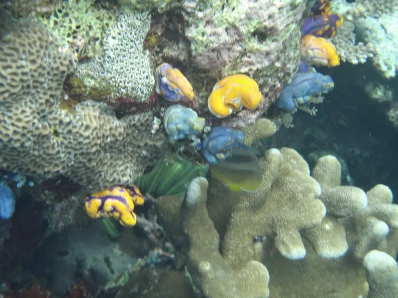 Karang dan tunikata kuning serta biru di bawah air saat snorkeling di Kepulauan Banda