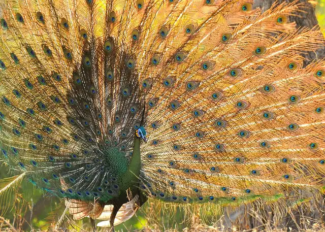 Panduan Wisata Bird Watching: Pengamatan Burung untuk Pemula