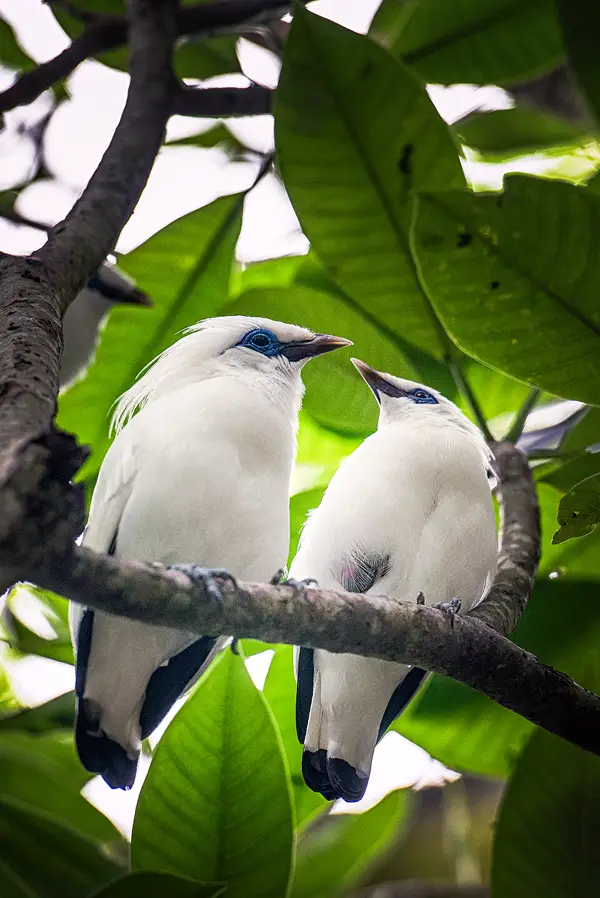 Sepasang jalak bali berbulu putih dengan kulit biru di sekitar mata bertengger di dahan pohon