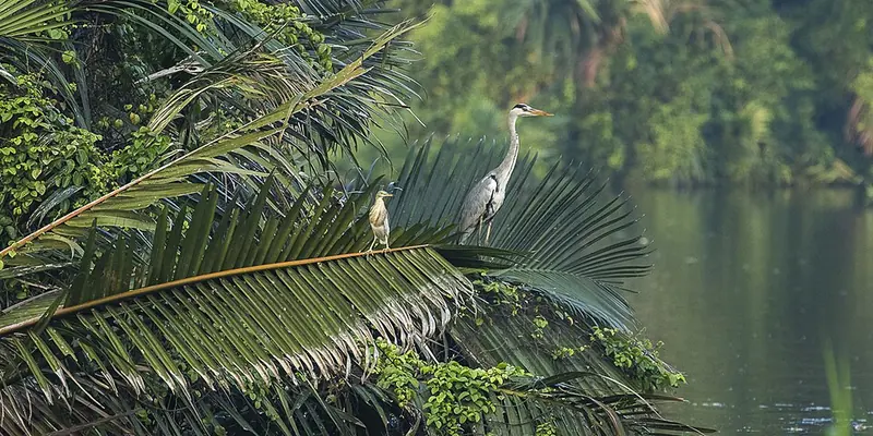 Cangak abu dan blekok sawah bertengger di pelepah palem di tepi perairan Muara Angke, Jakarta