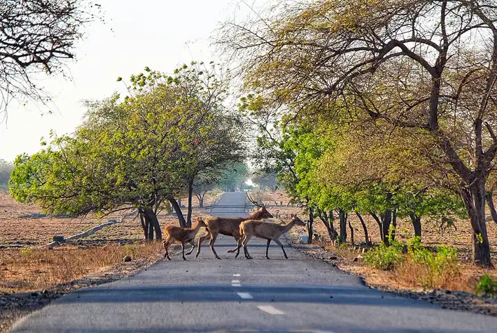 Sekelompok rusa menyeberang jalan beraspal yang diapit pepohonan menuju savana di Taman Nasional Baluran