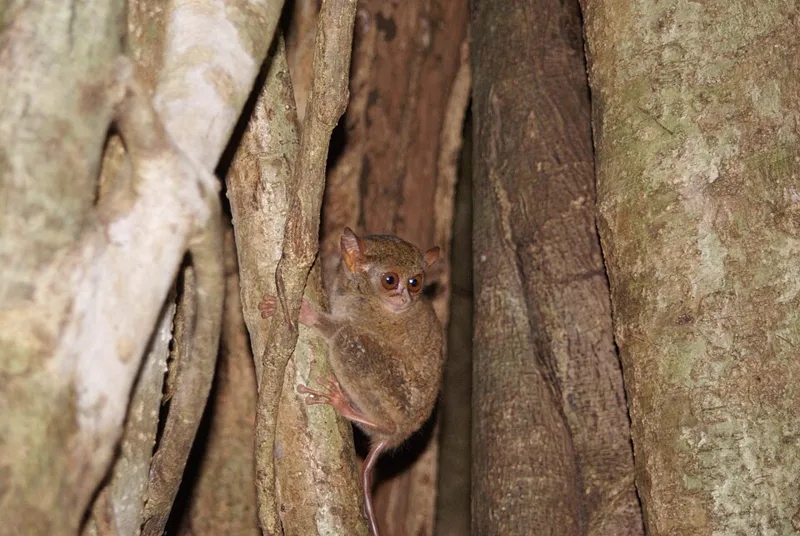 Tarsius kecil bermata besar bersembunyi di celah batang pohon ara di Tangkoko, Sulawesi Utara
