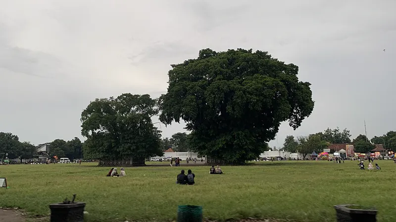 Lapangan rumput luas Alun-Alun Kidul Yogyakarta dengan dua pohon beringin besar di tengahnya