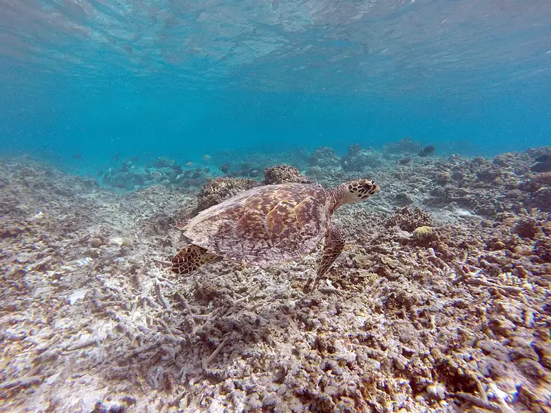 Penyu laut berenang di atas dasar terumbu karang di perairan Gili Meno