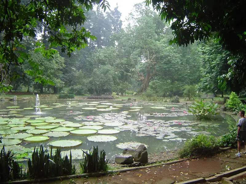 Kolam berisi daun teratai raksasa dan air mancur kecil dikelilingi pepohonan rindang di Kebun Raya Bogor