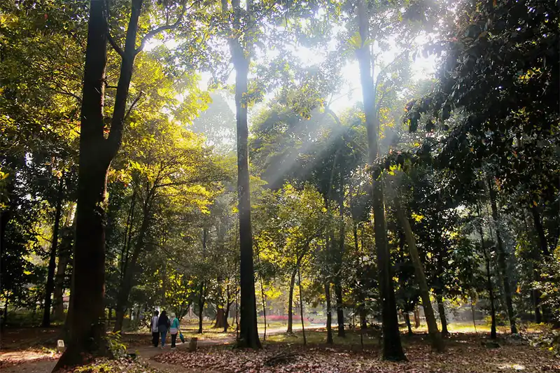 Panduan Wisata Kebun Raya: Koleksi, Waktu Terbaik, dan Etika