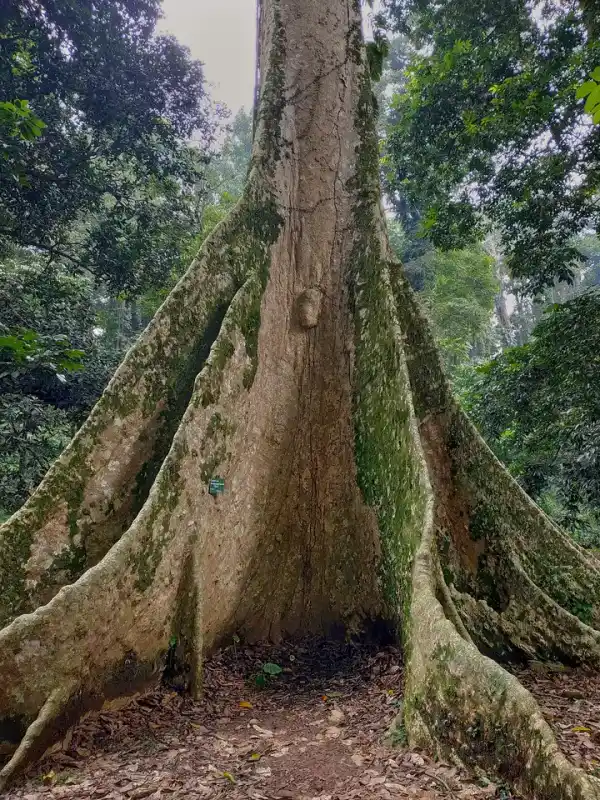 Batang raksasa pohon kenari tua dengan akar banir lebar dan berlumut di tengah rimbun pepohonan Kebun Raya Bogor