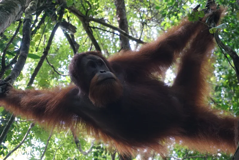 Orangutan Sumatra bergelantungan dengan kedua lengan terentang di antara dahan pohon hutan