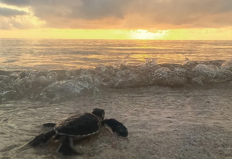 Seekor tukik penyu hijau merangkak di pasir basah menuju ombak saat langit senja