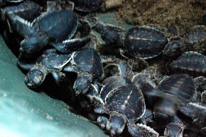 Puluhan tukik penyu hijau berkerumun di wadah penangkaran sebelum dilepas ke laut