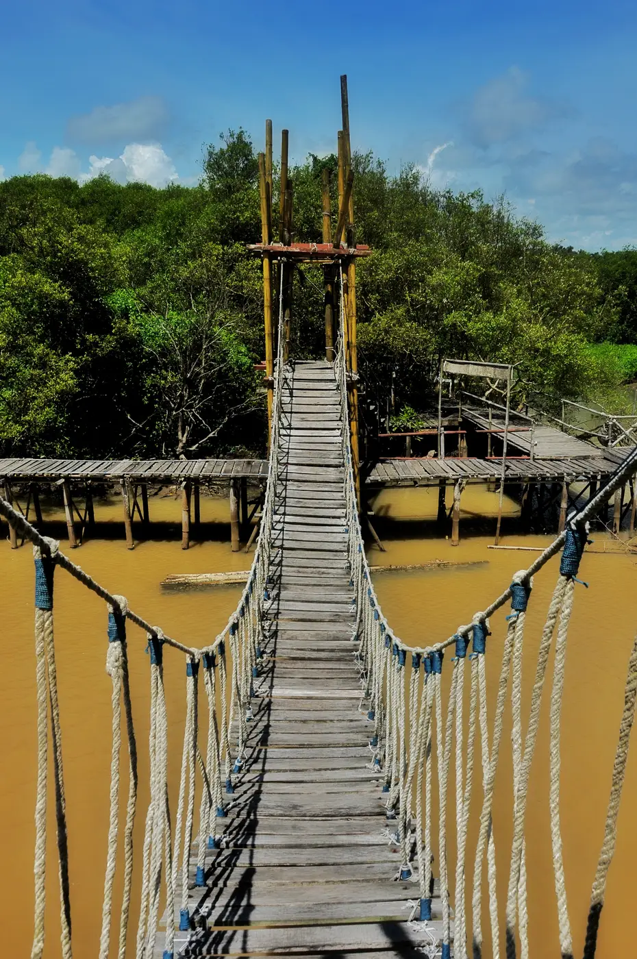 Jembatan gantung berlantai kayu membentang di atas air keruh di tengah hutan mangrove kawasan Pantai Congot