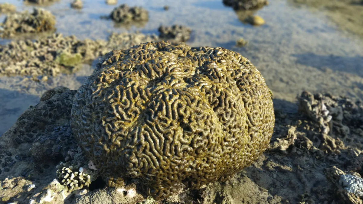 Karang otak berwarna kuning kehijauan di hamparan karang dangkal Pink Beach Lombok saat air surut