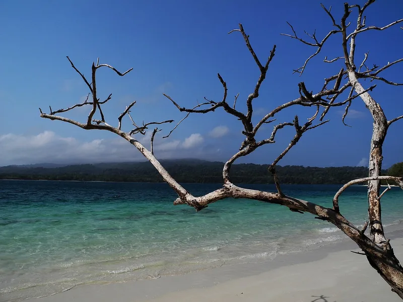 Dahan pohon kering bercabang di atas pasir putih dengan laut toska jernih dan perbukitan hutan Ujung Kulon di seberang