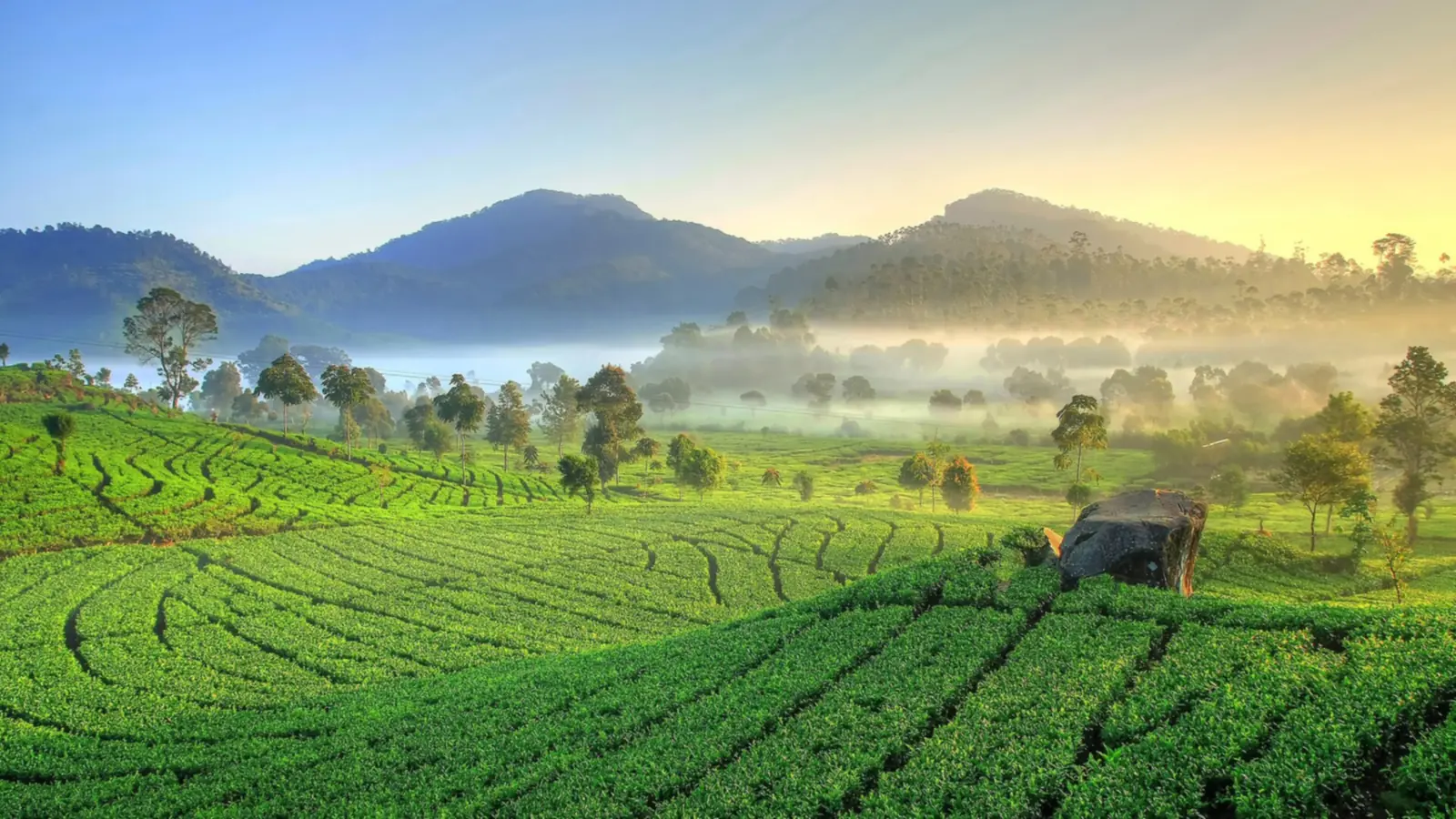 Perkebunan Teh Rancabali: Panduan Wisata Terlengkap 2026