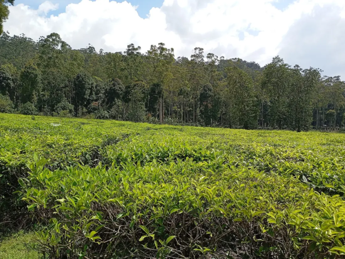 Pucuk daun teh hijau muda di blok Patengan, Rancabali, dengan barisan pohon eukaliptus di belakangnya