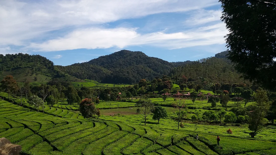 Terasering kebun teh Rancabali dengan bukit berhutan dan langit berawan di latar belakang