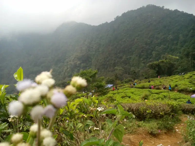 Kebun teh Puncak Pass di Bogor dengan latar pegunungan