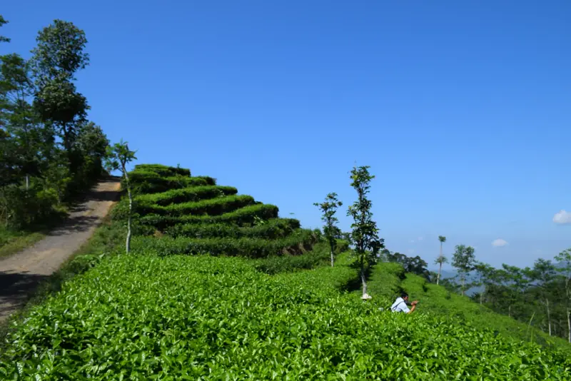 Petak kebun teh berundak di punggungan bukit Nglinggo dengan jalan tanah di sisi kiri dan langit biru cerah