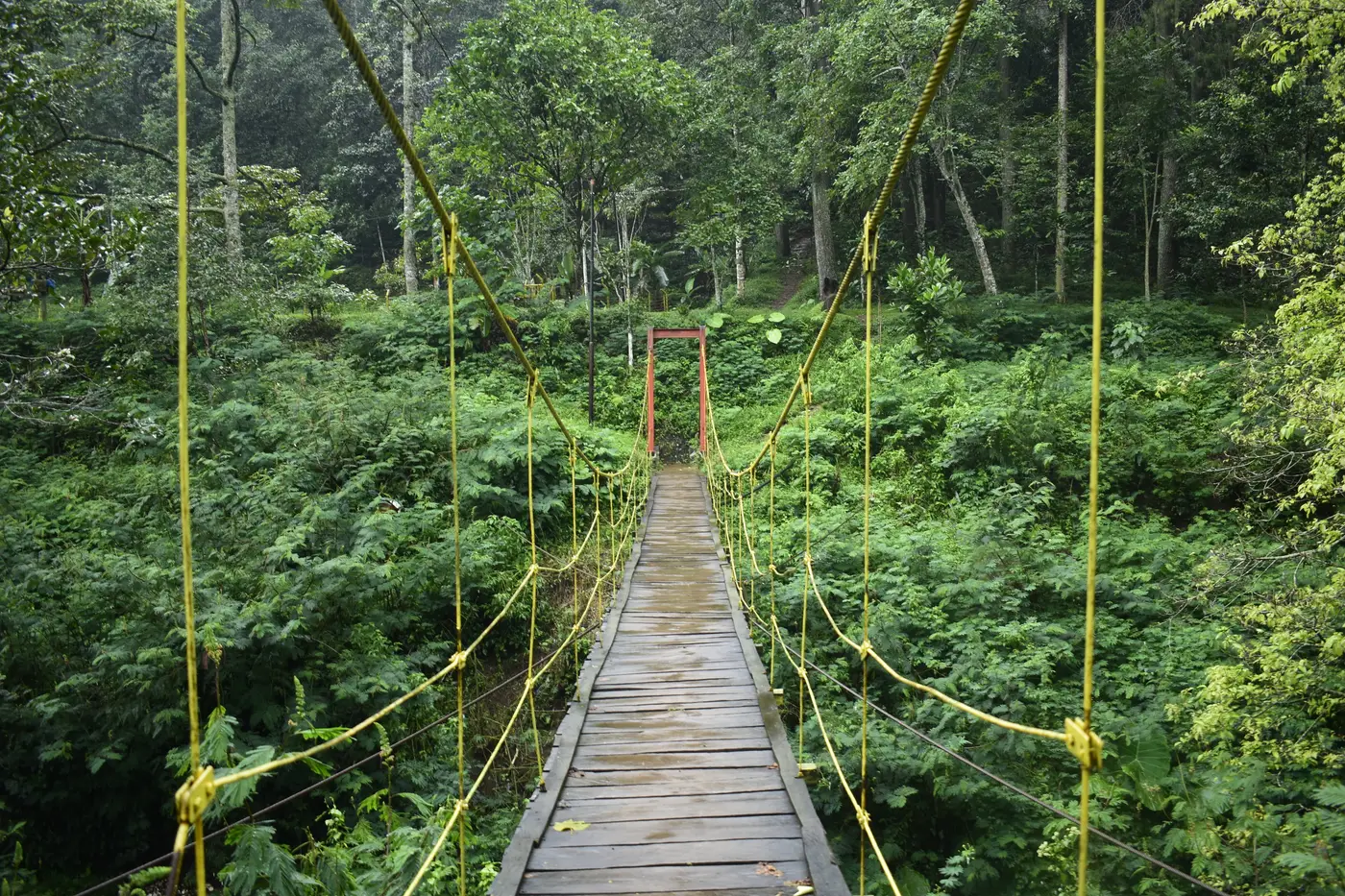 Jembatan gantung berlantai kayu dengan tali kuning membentang di atas lembah berhutan di Taman Hutan Raya Ir. H. Djuanda