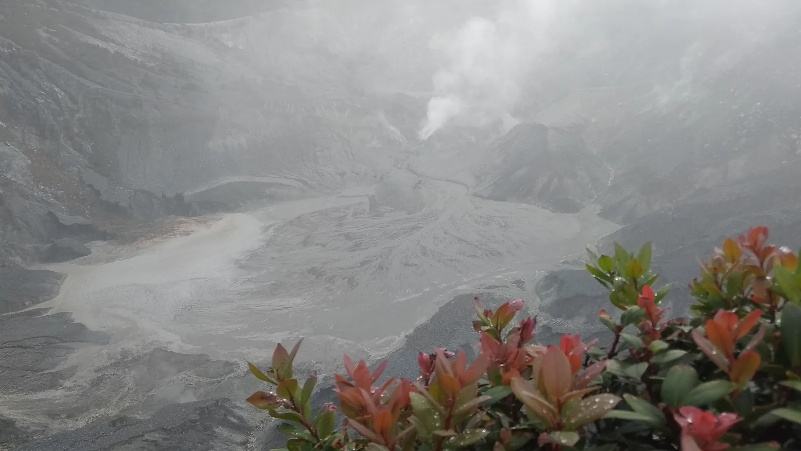 Dasar kawah Gunung Tangkuban Parahu berselimut uap dengan semak berdaun merah muda di tepi bibir kawah