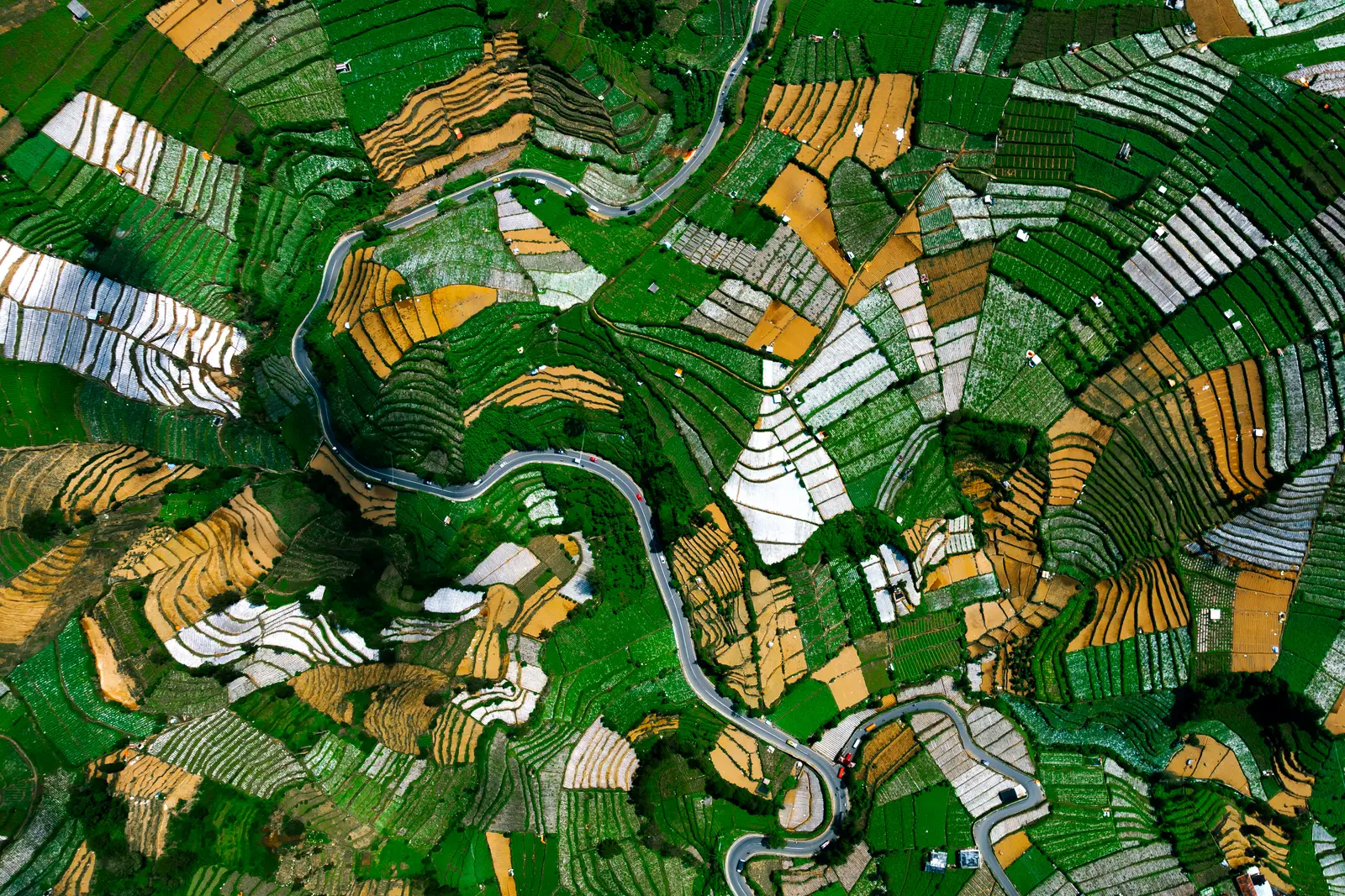 Foto udara petak ladang sayur berundak di Dataran Tinggi Dieng dengan jalan berkelok membelah lerengnya