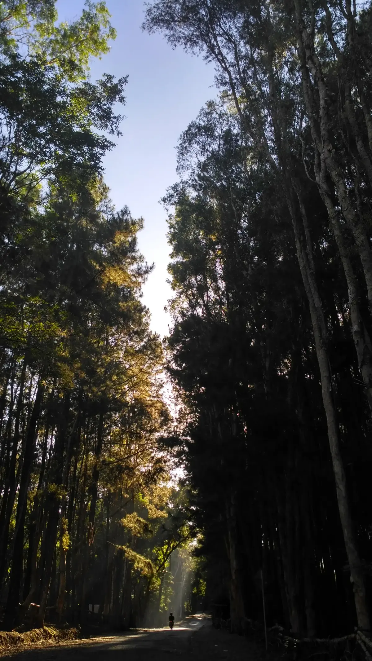 Jalan di antara barisan pohon pinus tinggi di Hutan Pinus Mangunan, Imogiri, Bantul, dengan sinar matahari menembus kanopi