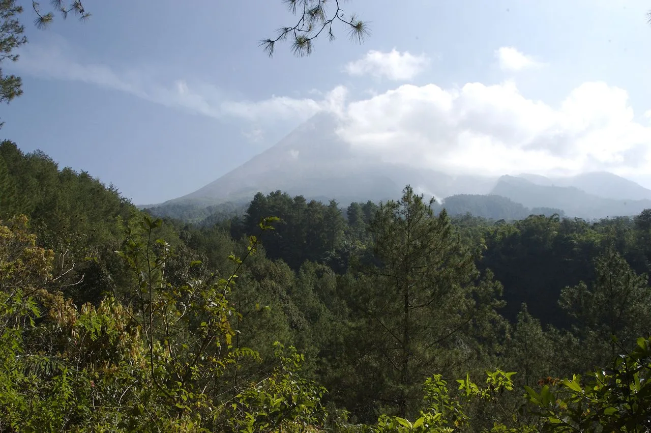 Puncak Gunung Merapi berselimut awan dilihat dari balik rimbun hutan pinus di Kaliurang