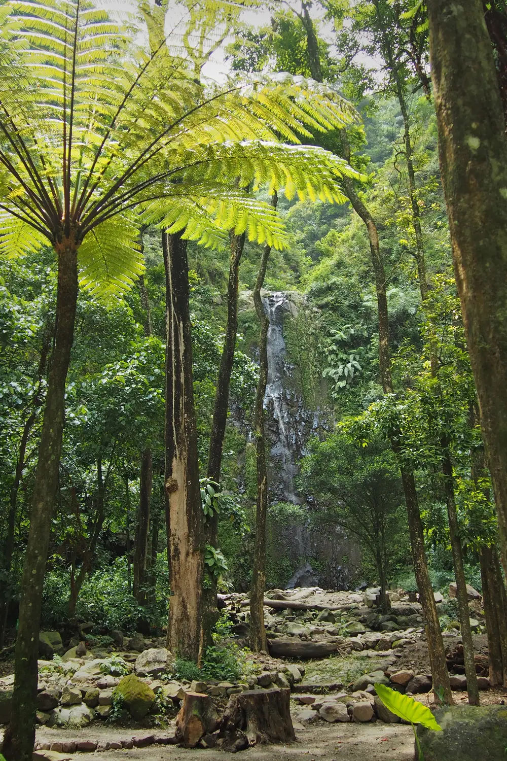 Air terjun Tlogo Muncar mengalir tipis di tebing batu dengan paku pohon tinggi dan bebatuan sungai di latar depan